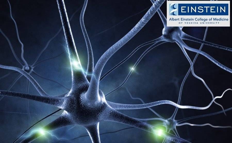 Δείτε πώς σχηματίζεται μια ανάμνηση στον εγκέφαλο (βίντεο)
