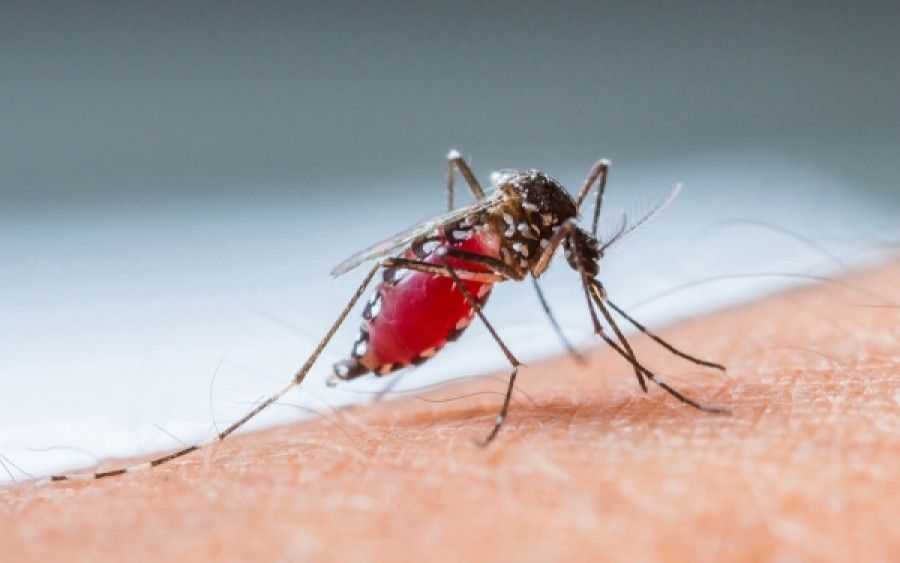 Απλώνει τα φτερά του ο ιός Chikungunya
