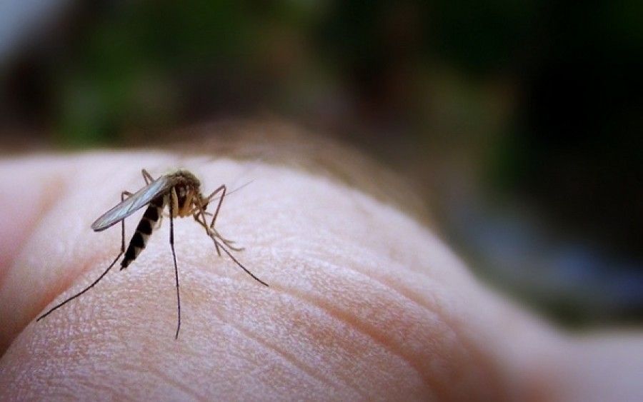 Ακάθεκτος ο ιός Chikungunya, έφτασε στην Βοστώνη