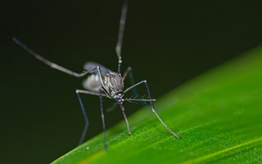 ΗΠΑ: Πρώτο κρούσμα του ιού Chikungunya σε άτομο που δεν είχε ταξιδέψει εκτός χώρας