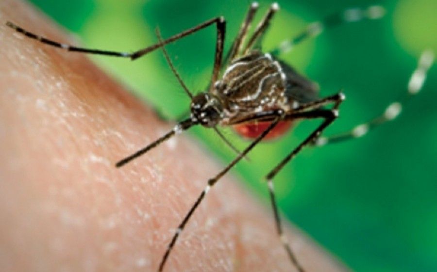 Ραγδαία αύξηση κρουσμάτων του ιού Chikungunya στις ΗΠΑ (video)