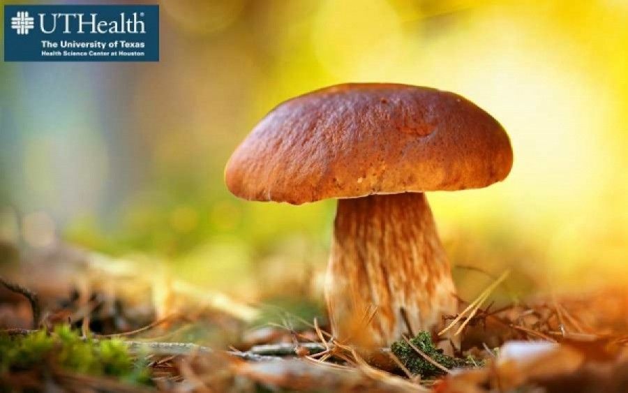 HPV: Ένα μανιτάρι κρατά το μυστικό για την καταπολέμηση του ιού