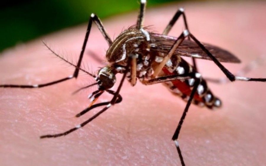 Έρευνα: Παρόμοια τα συμπτώματα του ιού Chikungunya και της ρευματοειδούς αρθρίτιδας