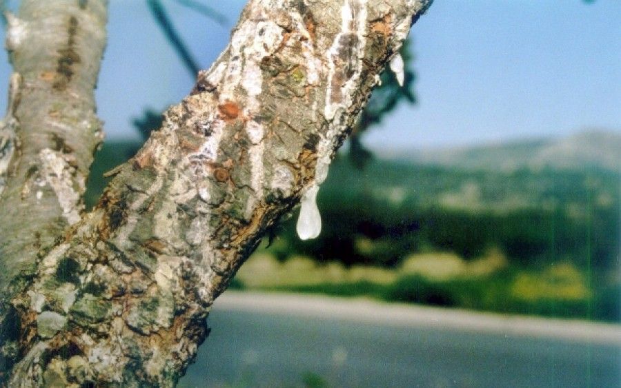 Μέχρι τις 4 Αυγούστου, το 2ο Φεστιβάλ Μαστίχας Χίου