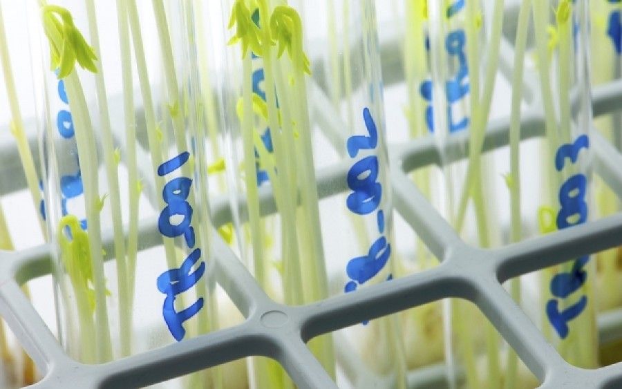 Έκθεση Greenpeace: Τα μεταλλαγμένα δεν έλυσαν τα προβλήματα της παγκόσμιας πείνας, ούτε της χρήσης φυτοφαρμάκων