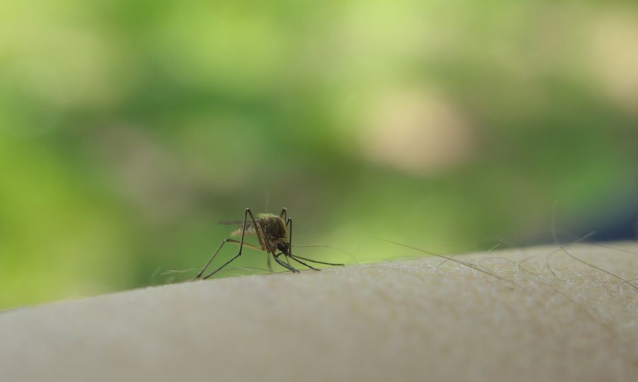Ιός Δυτικού Νείλου: Ένας ακόμη θάνατος, 43 τα διαγνωσμένα περιστατικά