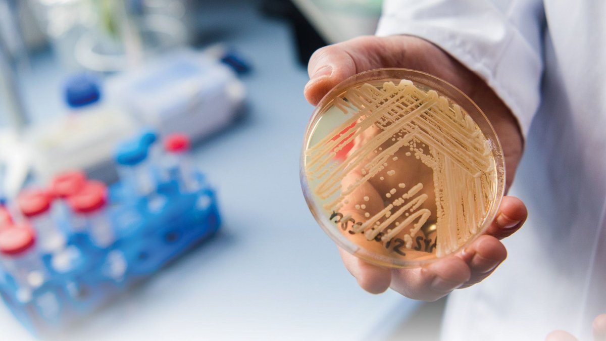 Μύκητας Candida auris: Πόσο πρέπει να ανησυχούμε