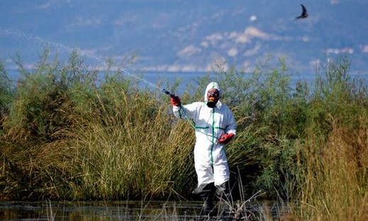 Νέοι ψεκασμοί στους ορυζώνες της Θεσσαλονίκης και της Ημαθίας την ερχόμενη Τρίτη