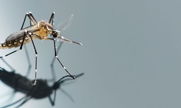 Επιστήμονες δημιούργησαν γενετικά τροποποιημένα κουνούπια που δεν μπορούν να μεταδώσουν την ελονοσία