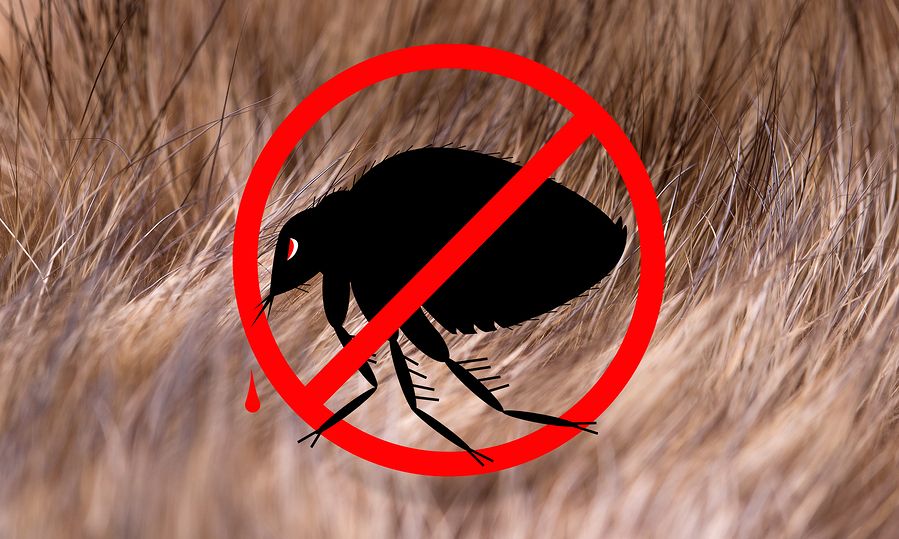 10 αποτελεσματικοί τρόποι για να απαλλαγείτε από τους ψύλλους (video)
