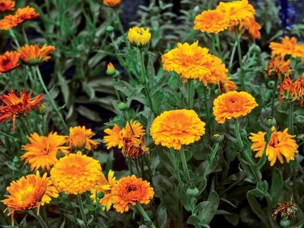comp-3518228-Calendula600x450