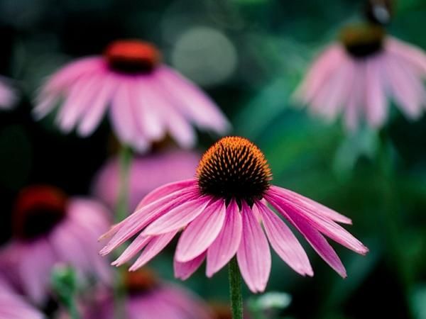 comp-3518432-Echinacea600x450