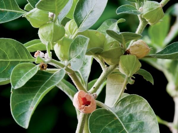 comp-3518681-ashwagandha600x450