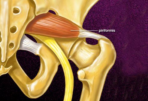 phototake rm photo of piriformis muscle
