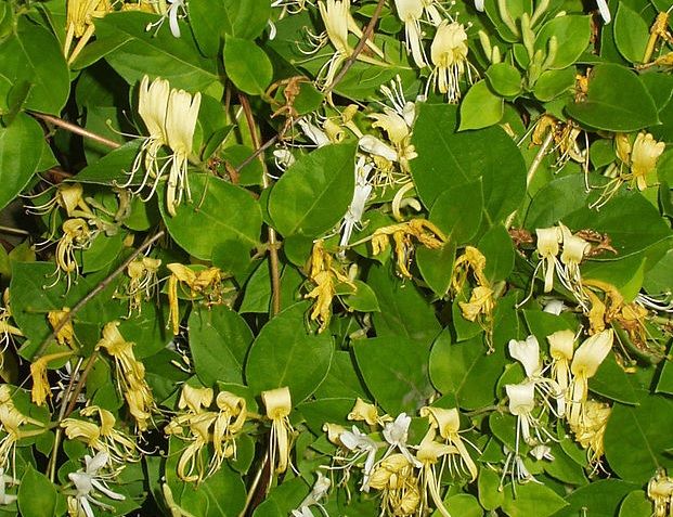 Lonicera japonica