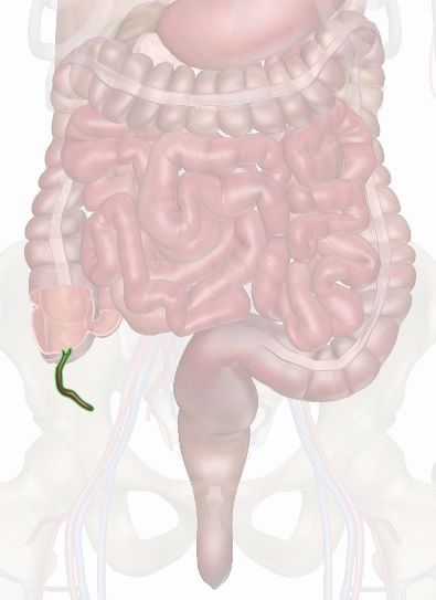 appendix