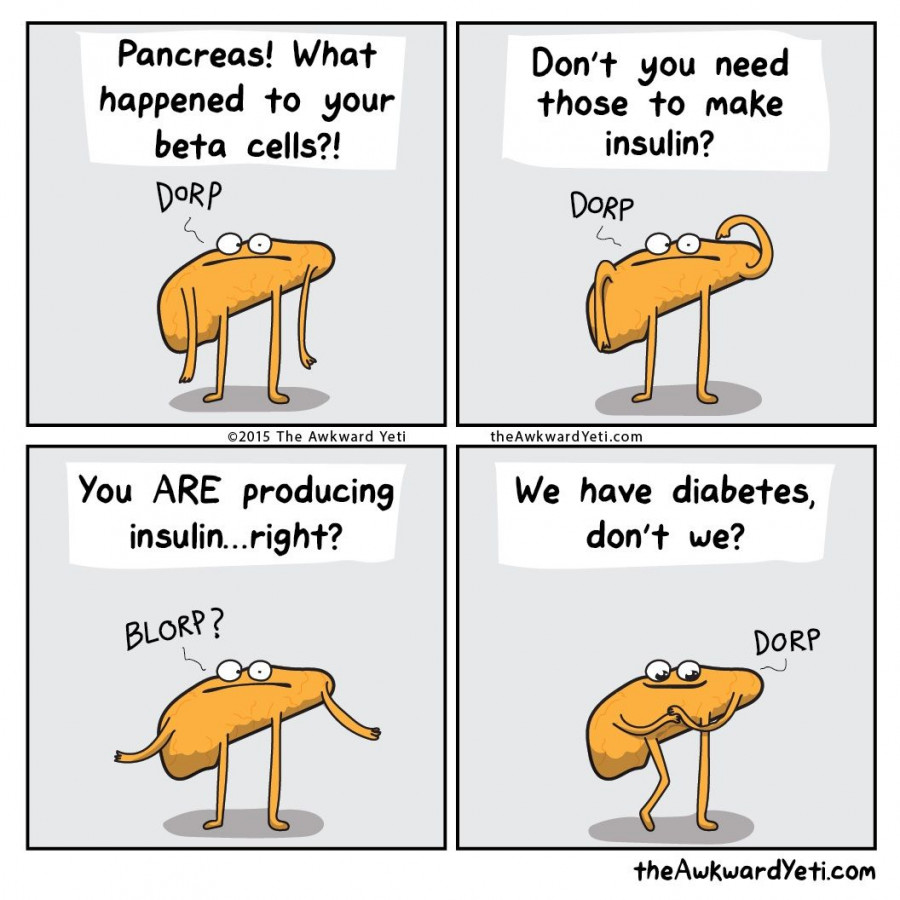 pancreas
