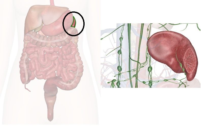 spleen