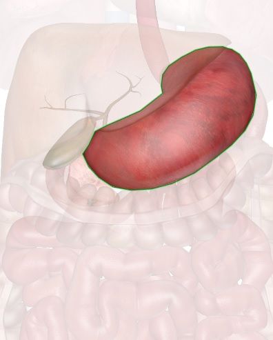 stomach