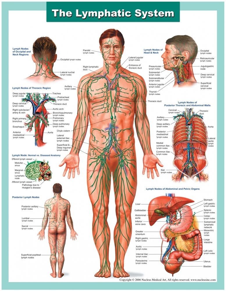 lymphatic system