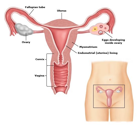 female genitalia