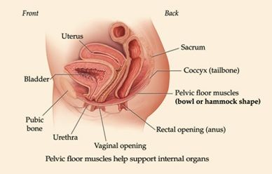 pelvic floor muscles