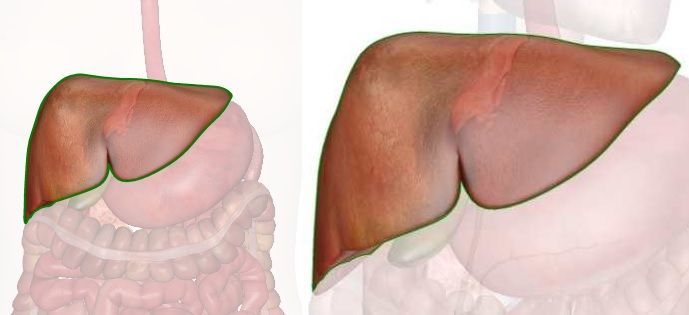 liver