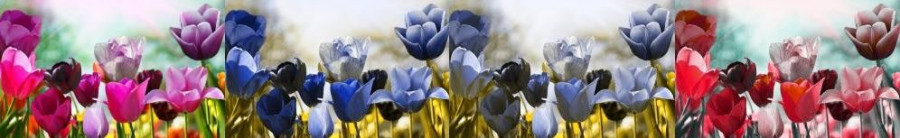 3flowers