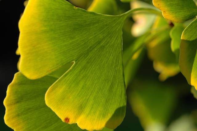 ginkgo biloba