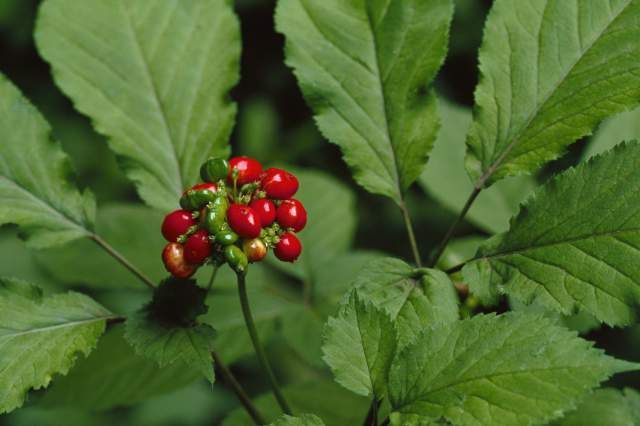 ginseng