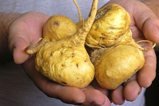 maca