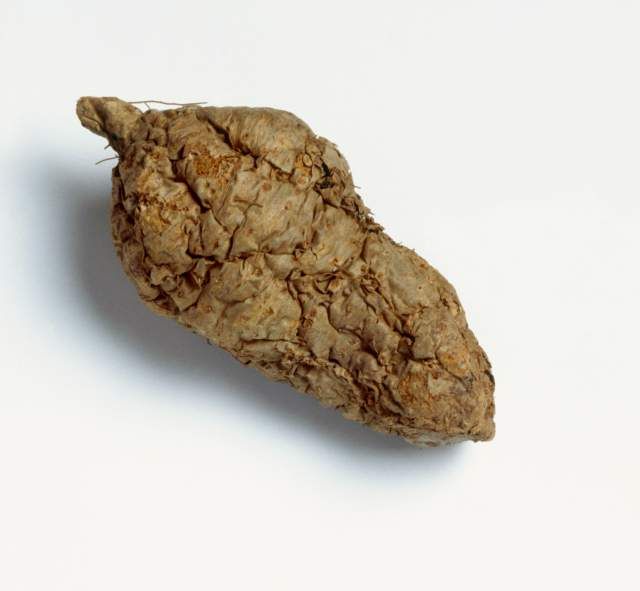 wild yam