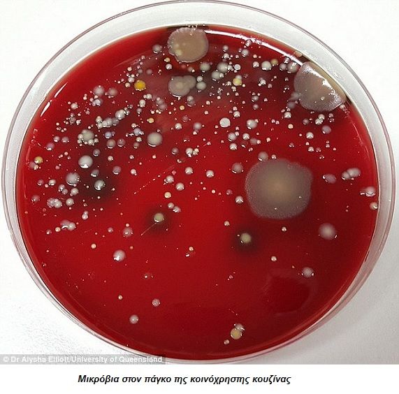 kitchen bench germs