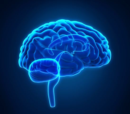 bigstock Human Brain Anatomy 70602712