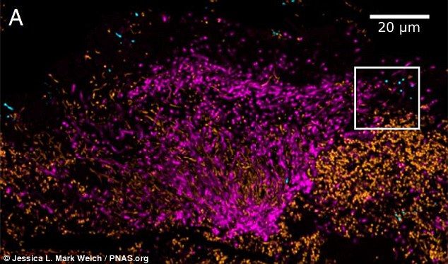 30A3D04B00000578 3419753 Nested probing for species level identification of Corynebacteri a 104 1453927498119