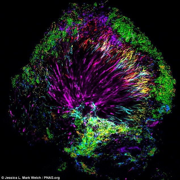 30A4453600000578 3419753 A new study examined the tiny world of bacteria living in our mo a 101 1453927498100