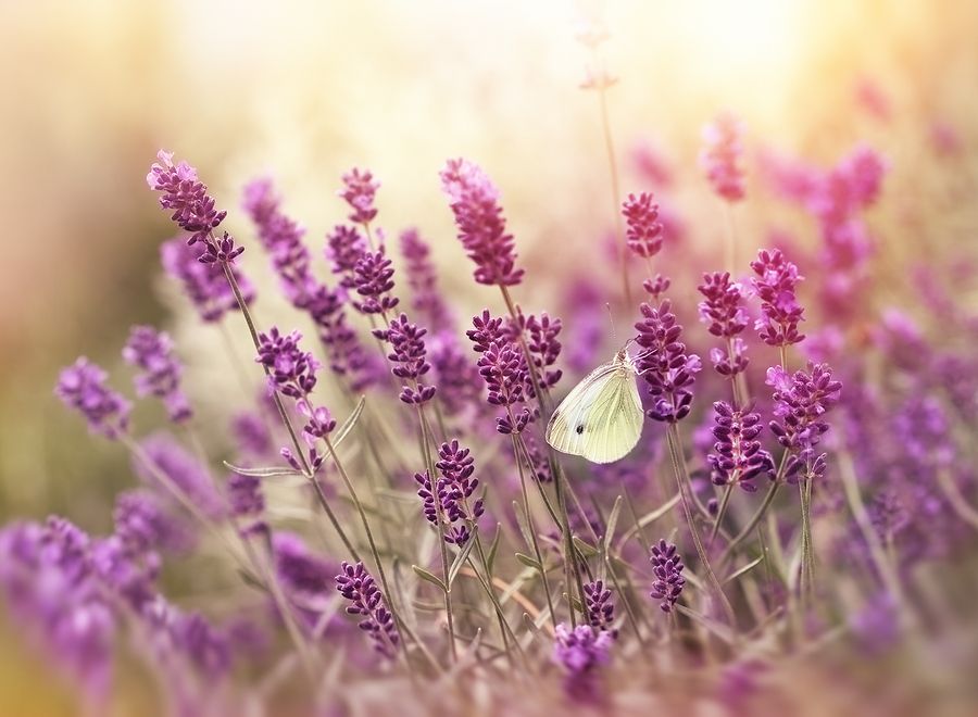 bigstock Beautiful nature lavender fl 87065969