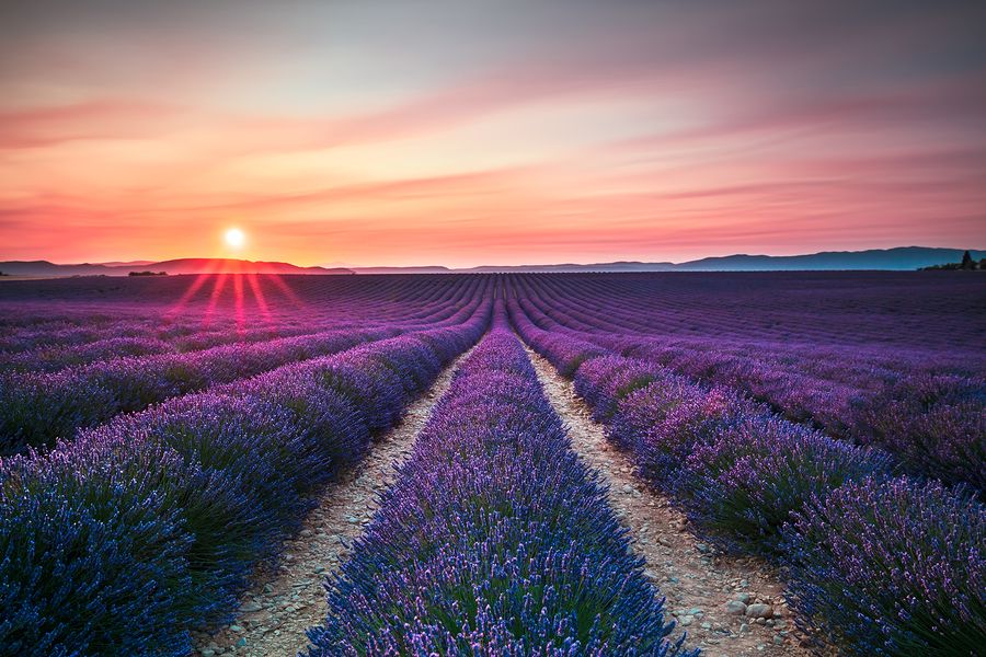 bigstock Lavender Flower Blooming Field 96288041