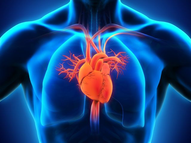 bigstock Human Heart Anatomy 65036359