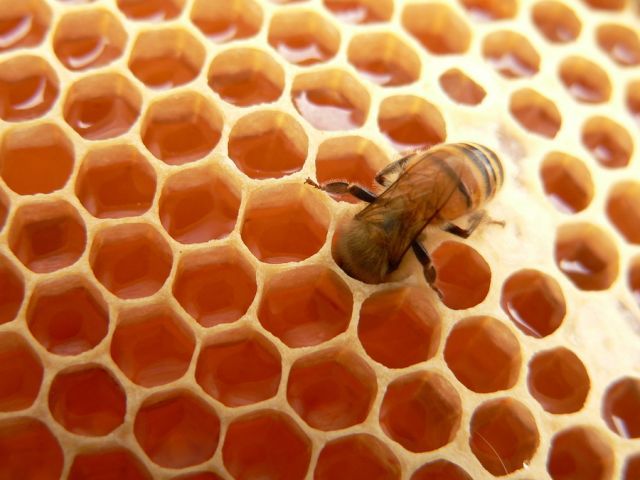 bigstock Macro of working bee on honey 25963553