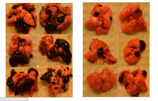 3149601800000578 3449414 The mice who spent time running on the wheel shrunk their tumour a 17 1455635510128