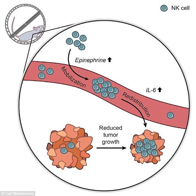 3149692A00000578 3449414 Researchers believe the shot of adrenaline produced by a high in a 19 1455635557235