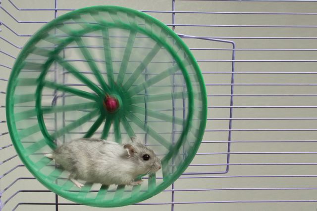 bigstock little hamster running in a wh 57261086