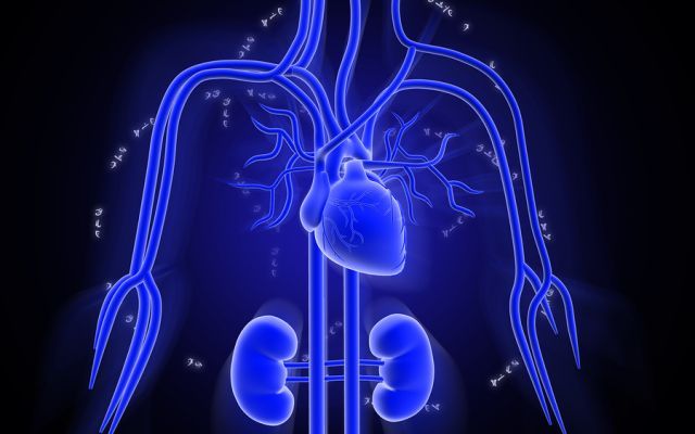 bigstock Vascular system 7590123