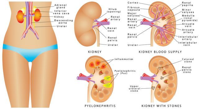 bigstock Human Kidney Anatomy 101597945