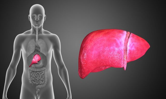 bigstock Human Liver 84269018