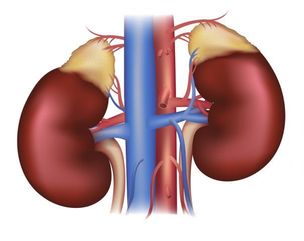 bigstock Kidneys And Adrenal Glands 62547419