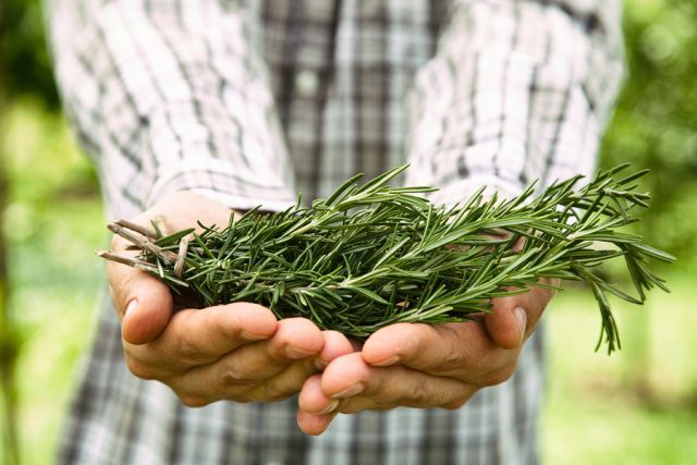 bigstock Farmer With Rosemary 83905388