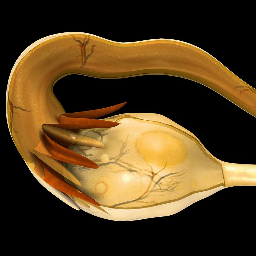 bigstock Female ovary 100867505