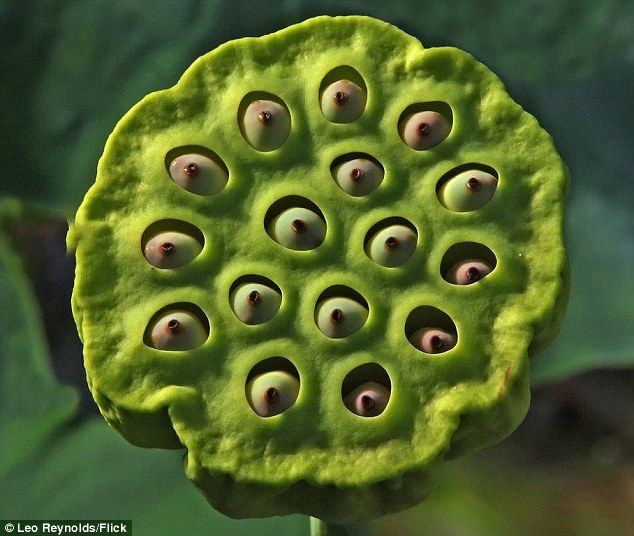 32BE0FD000000578 3518998 The images that induce the emotional reaction would not normally a 12 1459521710319